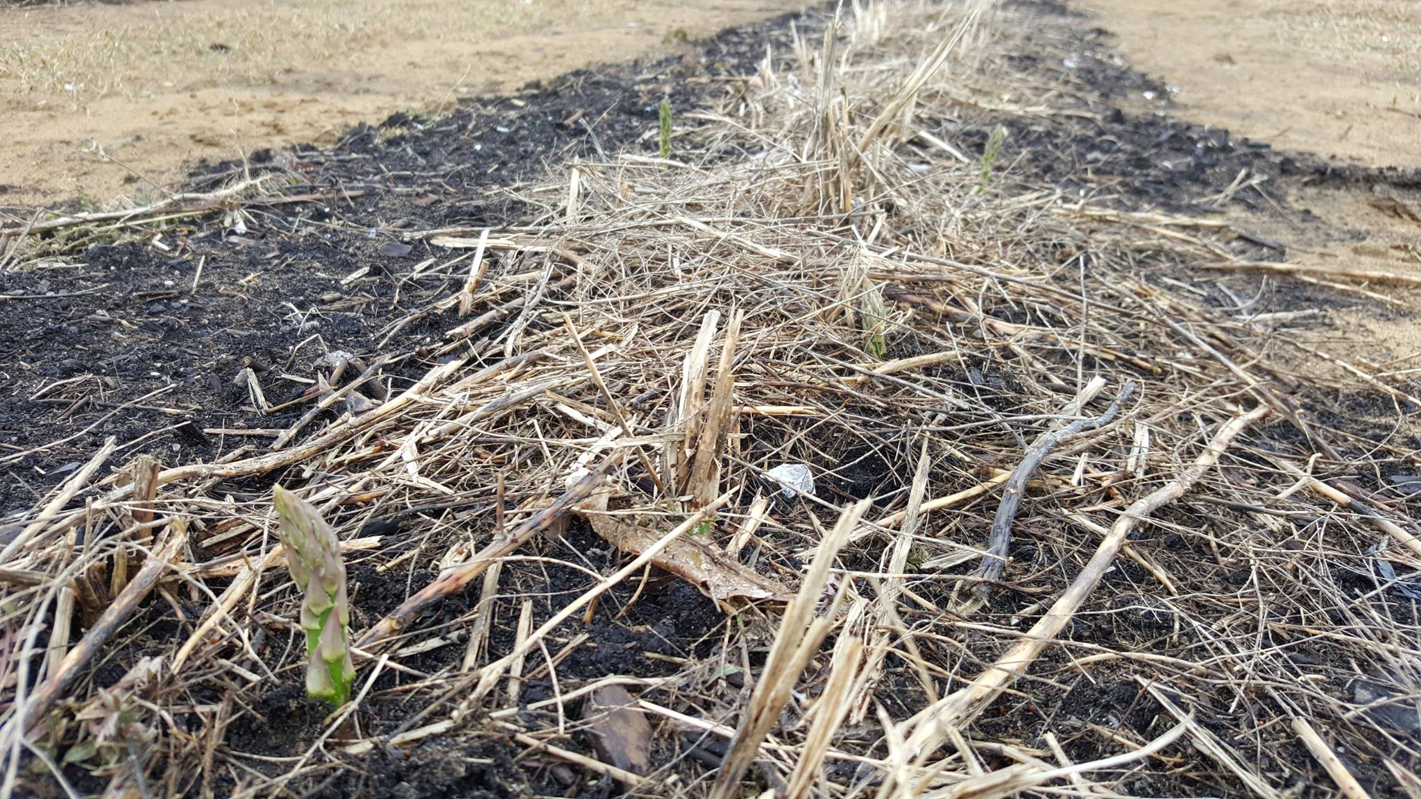 Nos asperges commencent à sortir !