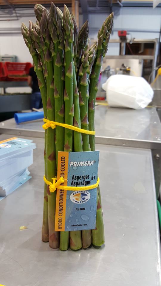 La fin de la saison des asperges