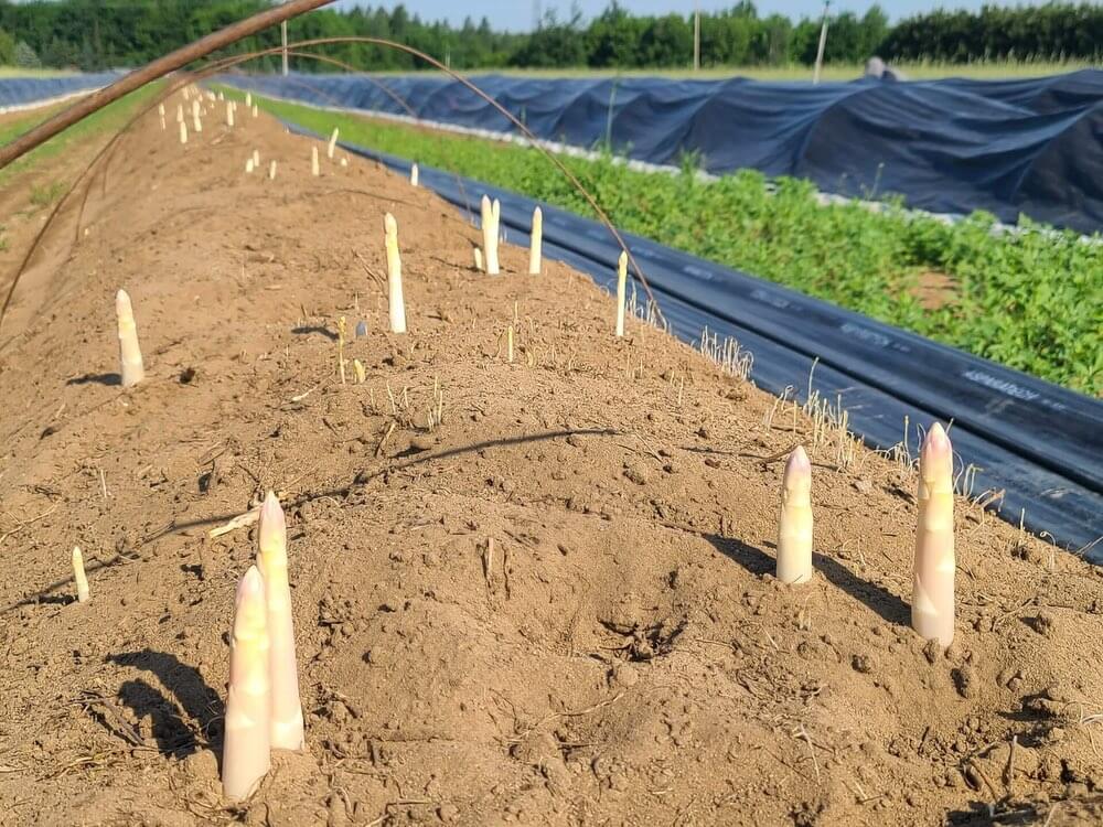 Champ d'asperges blanches du Québec Primera