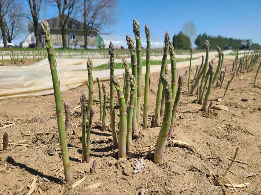 Champ d'asperges vertes Primera