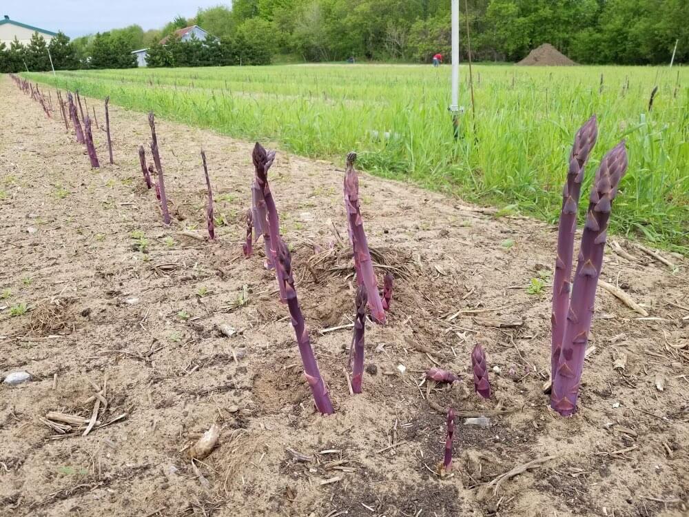 Champ d'asperges violettes du Québec Primera