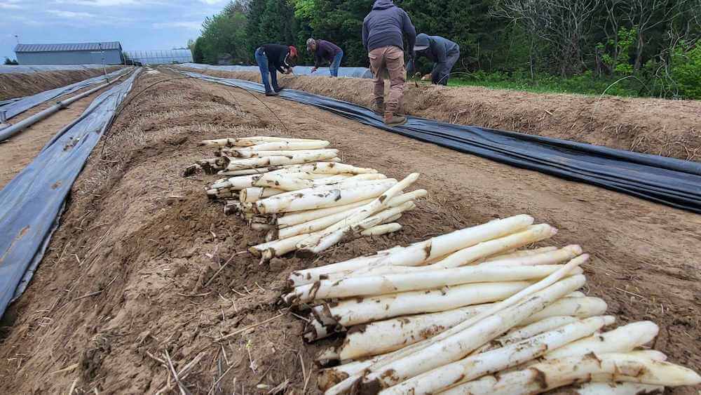 Connaissez-vous les asperges blanches?